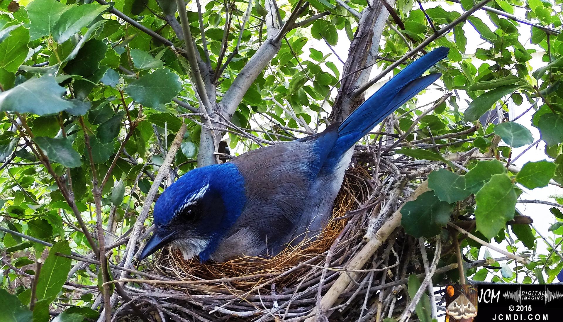 Scrub Jay nest and activity GoPro Hero3+ Black 3-3132015 Santa Clarita JCMDI.COM